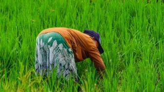 Setop Impor Beras: Prestasi Nyata atau Beban Baru?