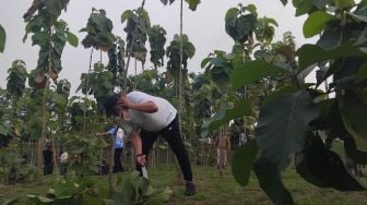 'Yang Penting Tanam Dulu': Strategi Rudy Susmanto Sukses Hijaukan 220 Hektare Lahan Bogor