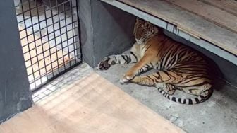 Harimau yang Mangsa 2 Orang di Pelalawan Dititipkan ke LK Kasang Kulim