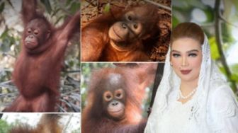 Istri Rudy Mas'ud Pamer Adopsi Orangutan Baimah, Publik Diajak Ikut Melindungi Satwa