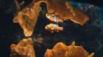 3 Lambang Zodiak Pisces dan Makna Di Baliknya