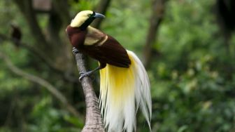 Nasib Hutan Papua jika Burung Cenderawasih Kehilangan Habitat dan Pohon Pakan