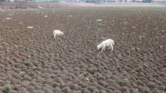 Dua ekor kambing memakan rumput di Situ Rawa Bedeng yang mengalami kekeringan di Desa Medalkrisna, Bojongmangu, Kabupaten Bekasi, Jawa Barat, Selasa (27/10/2026). [ANTARA FOTO/Darryl Ramadhan/YU]