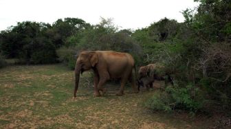 Mengenal Koridor Gajah: Jalur Vital Ekosistem Hutan yang Terancam Fragmentasi