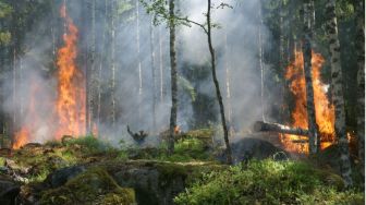 Karhutla Berulang, Tata Air Gambut Jadi Kunci Lindungi Habitat Satwa