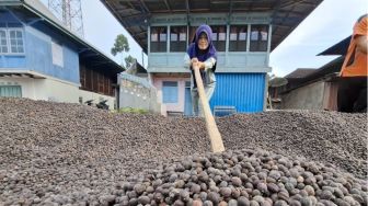 Dobrak Mitos Ketinggian! Lampung Sukses Tanam Arabika di 800 MDPL: Berbuah Kilat Cuma 1,8 Tahun