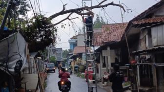 Bakar Sampah Berujung Petaka, Pohon di Joglo Ambruk Timpa Kabel dan Tembok