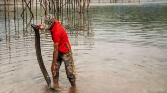 Ikan Nila Disebut Jadi Ancaman Nyata Bagi Populasi Sidat Legendaris di Danau Poso