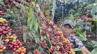 Sulap Pohon Tua Berbuah dalam 2 Tahun, Klon Kopi Racikan Petani Lampung Resmi Diadopsi Pemerintah