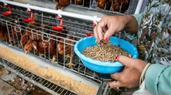 Solusi Cerdas di Balik Limbah MBG: Polinela Sulap Sisa Makanan Jadi Duit Lewat Magot