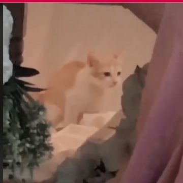 Viral Video Kucing Barbar BAB Saat Majikannya Lamaran - Berita Hits