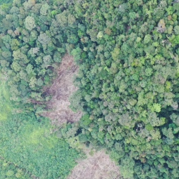 Peneliti BRIN: Alih Fungsi Hutan Jadi Kebun Sawit Mempercepat Perubahan Iklim