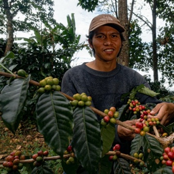 Kembali ke Akar, Cerita Hamzah Sarjana Kehutanan yang Memilih Bertani Kopi di Desa Kahayya