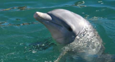 Punya Makna Baik Dan Buruk Ini Arti Mimpi Lihat Lumba Lumba