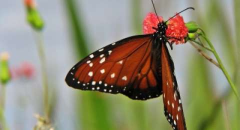 Serangga Cantik Ini Ternyata Hewan Paling Menakutkan Di Bumi