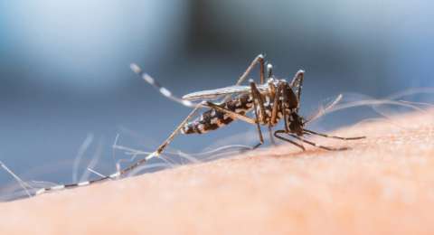 Cara Efektif Gunakan Obat Nyamuk Semprot