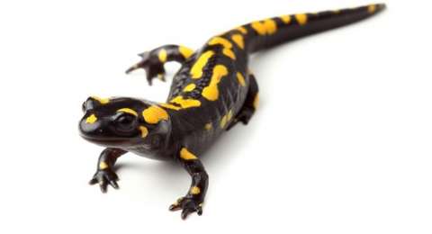 Salamander Simpan Kunci Regenerasi Organ Tubuh Manusia