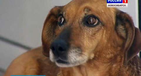 Anjing Ini Setia Tunggu Majikan Yang Telah Tiada