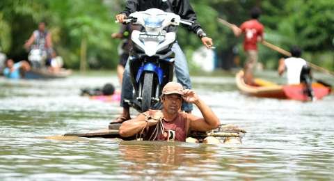 12++ Anjing hutan kalimantan new