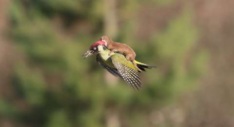 Fotografer Potret Burung Pelatuk Terbang Gendong Musang