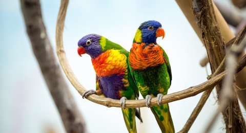 Terbang Bersama Burung Burung Liar Di Taman Burung Bali