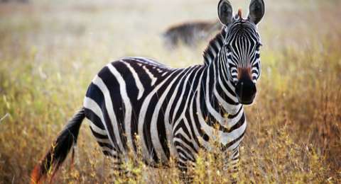 Duh Puting Lelaki Ini Digigit Zebra
