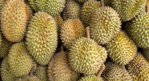 Unduh 66 Gambar Durian Pensil Paling Baru 