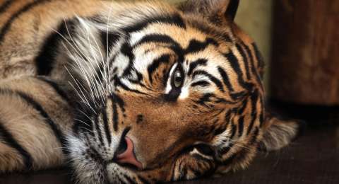 Unduh 880 Gambar Harimau Anak Tk Terbaru Gratis
