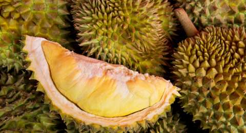 Download 7700 Koleksi Gambar Durian Busuk Paling Bagus Gratis HD