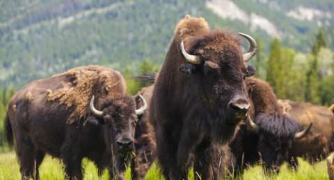 As Tetapkan Bison Sebagai Mamalia Nasional