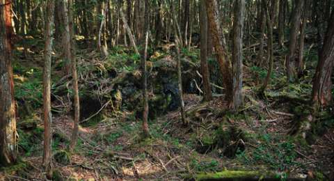 Qorygore Bikin Video Di Aokigahara Tidak Ada Mayat Tidak Seru