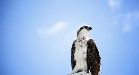 58 Gambar Burung Elang Yang Besar Gratis Terbaru