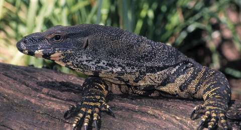 Permintaan Ekspor Kulit Biawak Indonesia Meroket: Mampukah Permintaan Global Selaras dengan Alam?