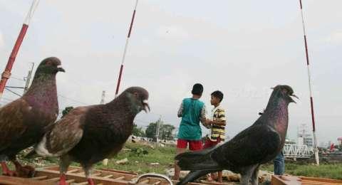Ketangkasan Burung Merpati Balap