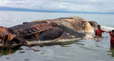 Ikan Paus Terdampar Di Pantai Pasirian Lumajang