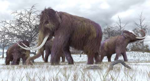 Download 5500 Koleksi Gambar Gajah Mamut Terbaru HD