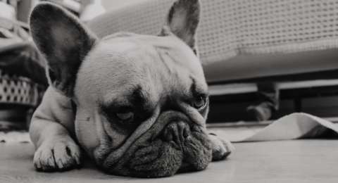 Anjing Mati Saat Diangkut Kargo Pemilik Minta Ganti Rp210 Juta