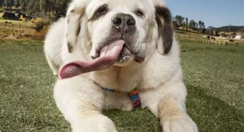 Kenalkan Mochi Anjing Raksasa Dengan Lidah Terpanjang Di Dunia