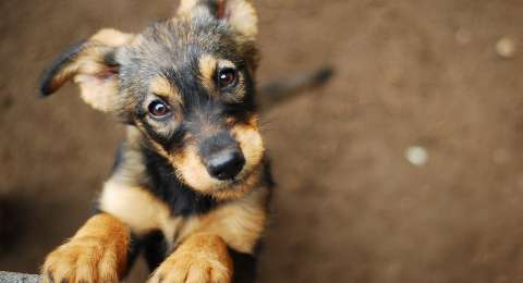 Sedihnya Anjing Ini Mati Karena Patah Hati