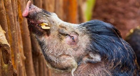 Babi Terjelek Di Dunia Masih Berkeliaran Di Jawa