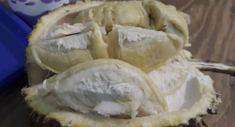 Download 58 Koleksi Gambar Durian Jatuh Terbaik Gratis HD