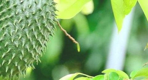 síntomas de diabetes kegunaan daun sirsak untuk