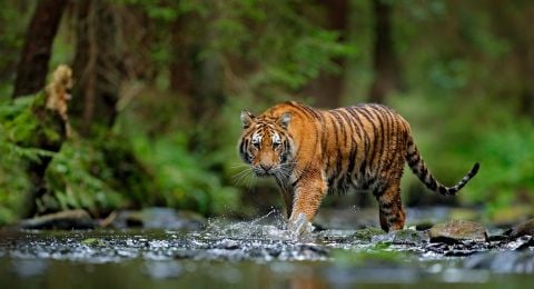5400 Gambar Ilustrasi Hewan Harimau Gratis Terbaik