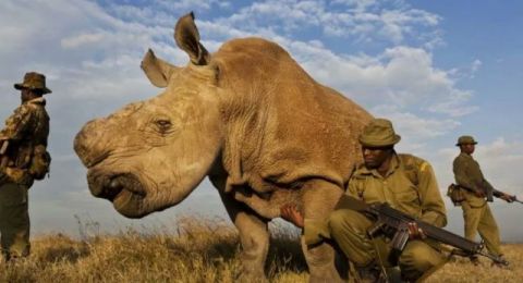 Ilmuwan Sukses Ciptakan Embrio Badak Putih Utara Yang Hampir Punah