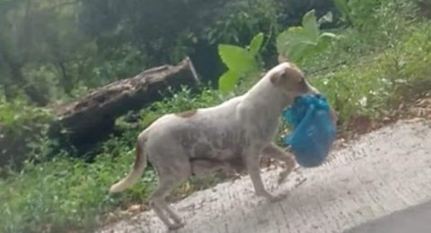 Masyarakat Kolaka Utara Was Was Setelah 12 Warga Digigit Anjing Liar