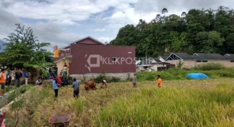 Mau Disembelih Sapi Kurban Ngamuk Seruduk Pria Hingga Masuk Rs