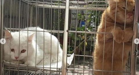 Top: Balita Meninggal Digigit Kutu Kucing, 5 Jenis Kentut Tanda Penyakit