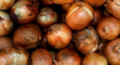 Hasil gambar untuk bawang bombay