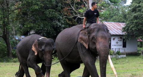 Download 560 Gambar Gajah Hutan Terbaru 