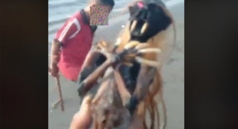 Benda Mirip Jenglot Ditemukan Di Pantai Gilimanuk Dibakar